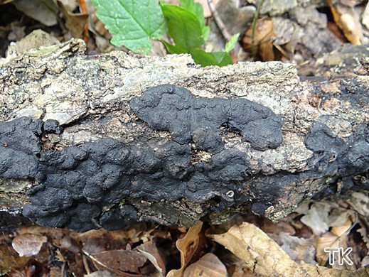 ackrogersella minutella - Zusammengedrängte Eichen-Kohlenbeere