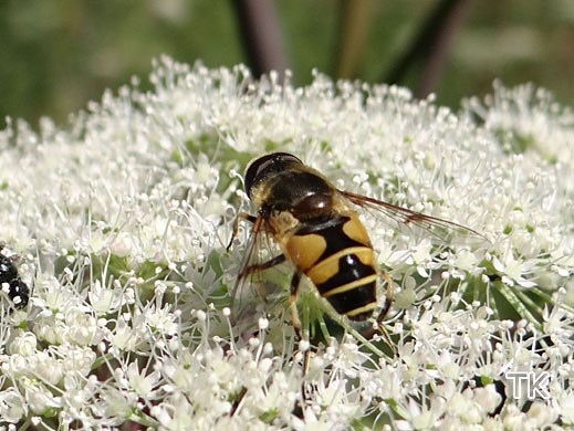 Eristalis horticola - Garten-Keilfleckschwebfliege