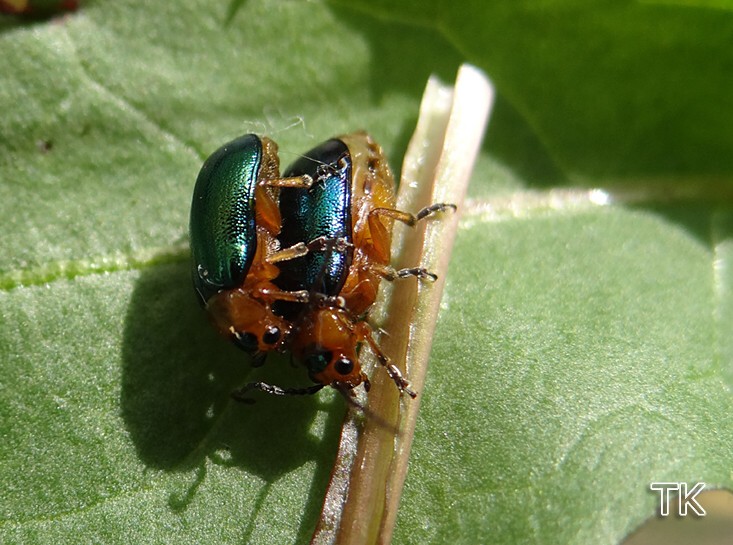 Labkraut-Blattkäfer (Sermylassa halensis)