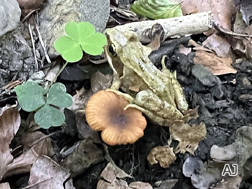 Lactarius obscuratus - Olivbrauner Erlen-Milchling