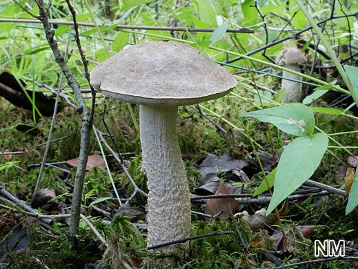 Leccinum cyaneobasileucum - Wollstieliger Raufußröhrling