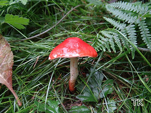 Stropharia aurantiaca (=Leratiomyces ceres) - Orangeroter Träuschling