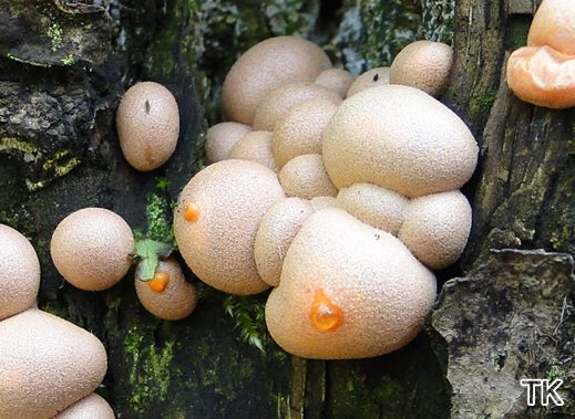Lycogala epidendrum - Blutmilchpilz