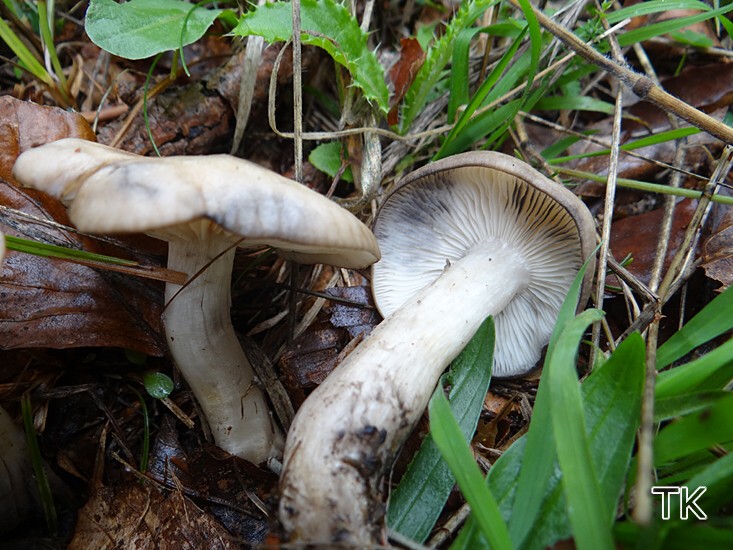 Lehmfarbener Rasling (Lyophyllum paelochroum)