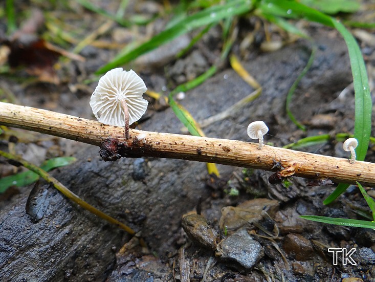 Ästchenschwindling (Marasmiellus ramealis)