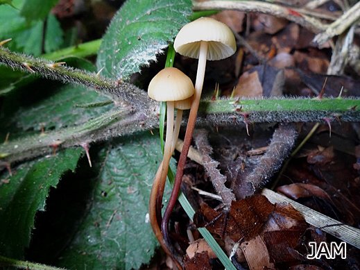 Marasmius torquescens - Ledergelber Schwindling