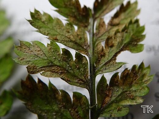 Milesina kriegeriana - Rost auf Dryopteris