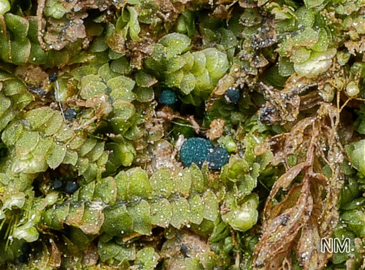 Mniaecia jungermanniae - Blauer Lebermoosbecherling