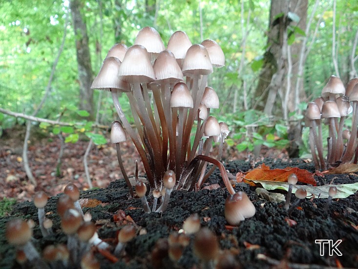 Buntstieliger Helmling (Mycena inclinata)