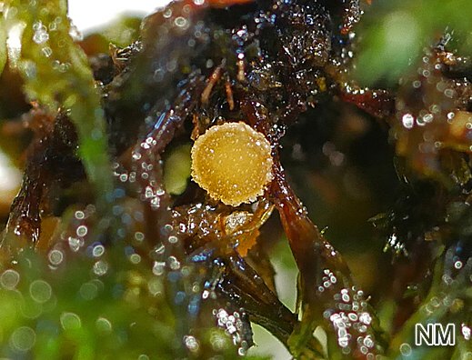 Octospora affinis - Goldhaarmoos-Moosbecherling