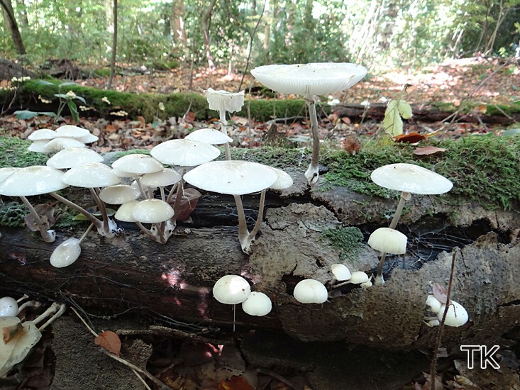 Oudemansiella mucida (= Mucidula mucida) - Beringter Schleimrübling