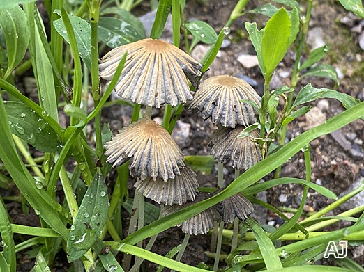 Parasola plicatilis - Gemeiner Scheibchen-Tintling