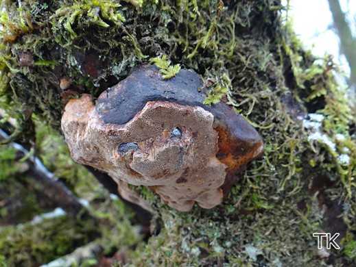 Phellinus pomaceus - Pflaumenfeuerschwamm