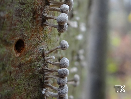 Phleogena faginea - Buchenhütchenträger 