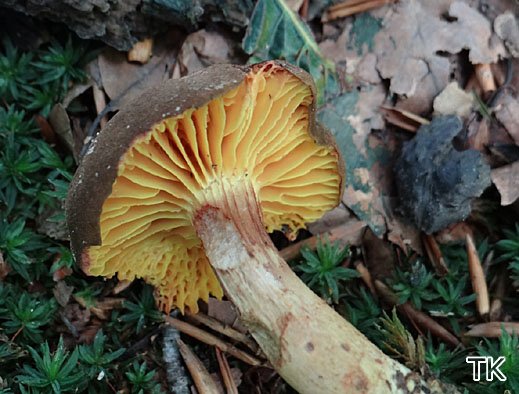 Phylloporus pelletieri - Goldblatt