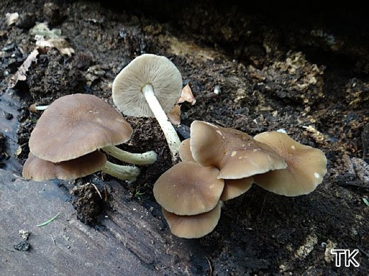 Pluteus phlebophorus - Runzeliger Dachpilz