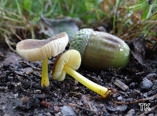 Pluteus romellii - Gelbstieliger Dachpilz