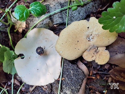 Polyporus varius - Löwengelber Porling