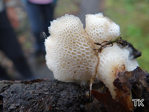 Polyporus tuberaster - Sklerotienporling