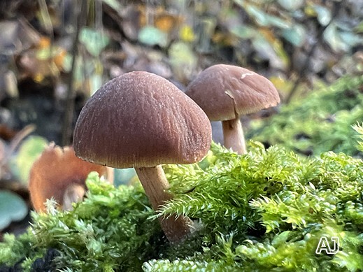 Psathyrella laevissima - Kleinsporiger Mürbling 