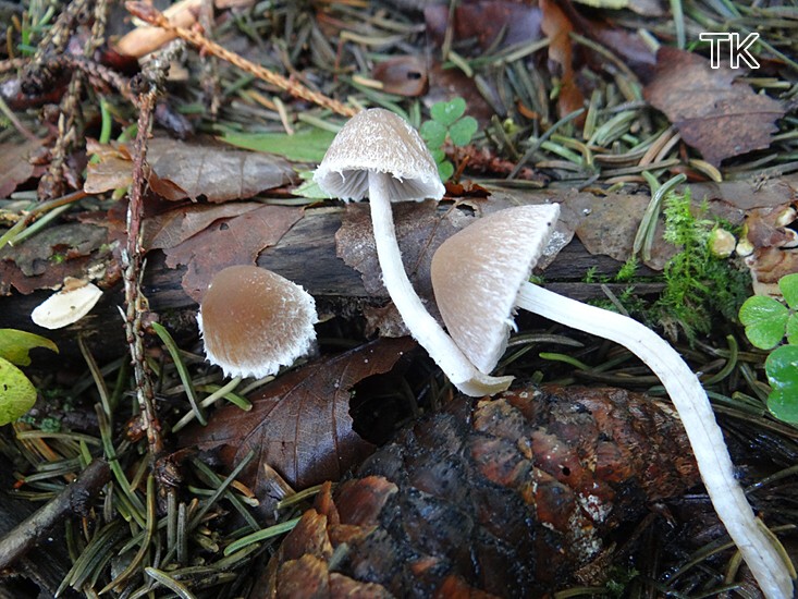 Beifuß-Zärtling (Psathyrella fibrillosa)