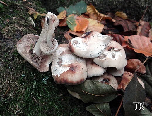 Psathyrella spadicea - Schokoladenbrauner Mürbling