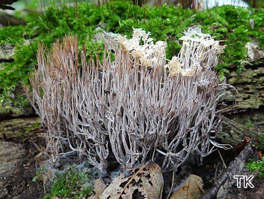 Pterula multifida - Weißliche Borstenkoralle