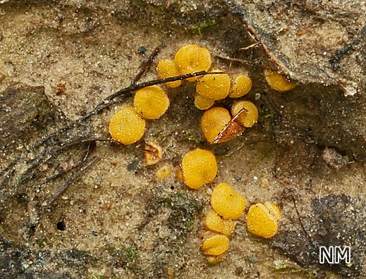 Pulvinula convexella - Rotleuchtender Kissenbecherling