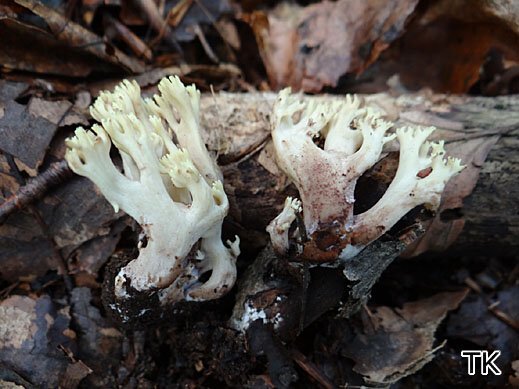 Ramaria sanguinea - Blutrotfleckende Koralle