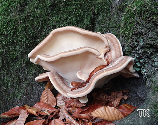 Meripilus giganteus - Riesen-Porling