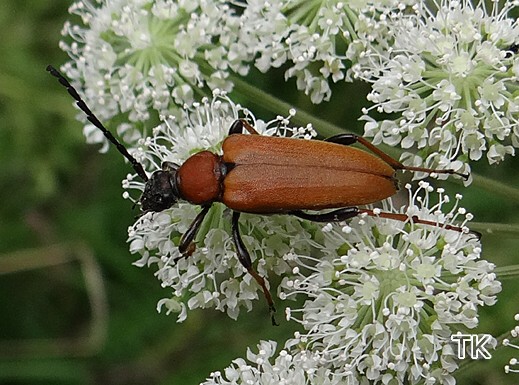 Stictoleptura rubra - Rothalsbock