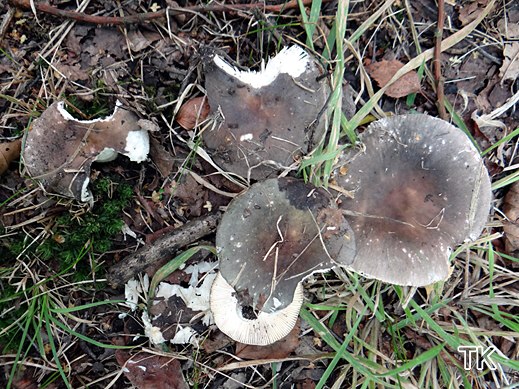 Russula ionochlora - Papageientäubling