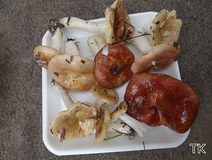 Geriefter Weichtäubling (Russula nauseosa)