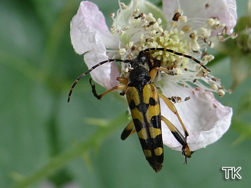 Strangalia maculata - Gefleckter Schmalbock