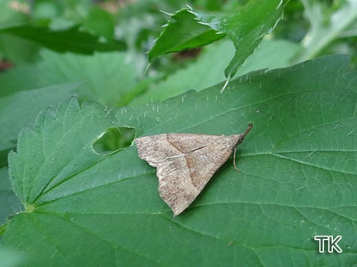 Nessel-Schnabeleule (Hypena proboscidalis)