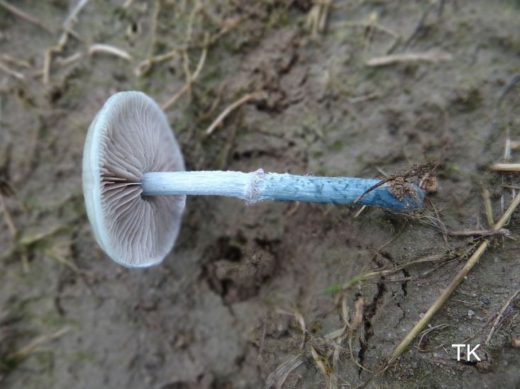 Stropharia pseudocyanea - Wei&szlig;blauer Tr&auml;uschling