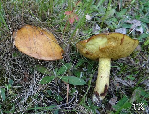 Suillus granulatus - Körnchenröhrling