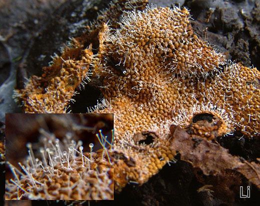 Polycephalomyces tomentosum